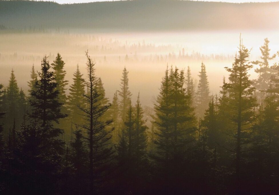 forest and a mist